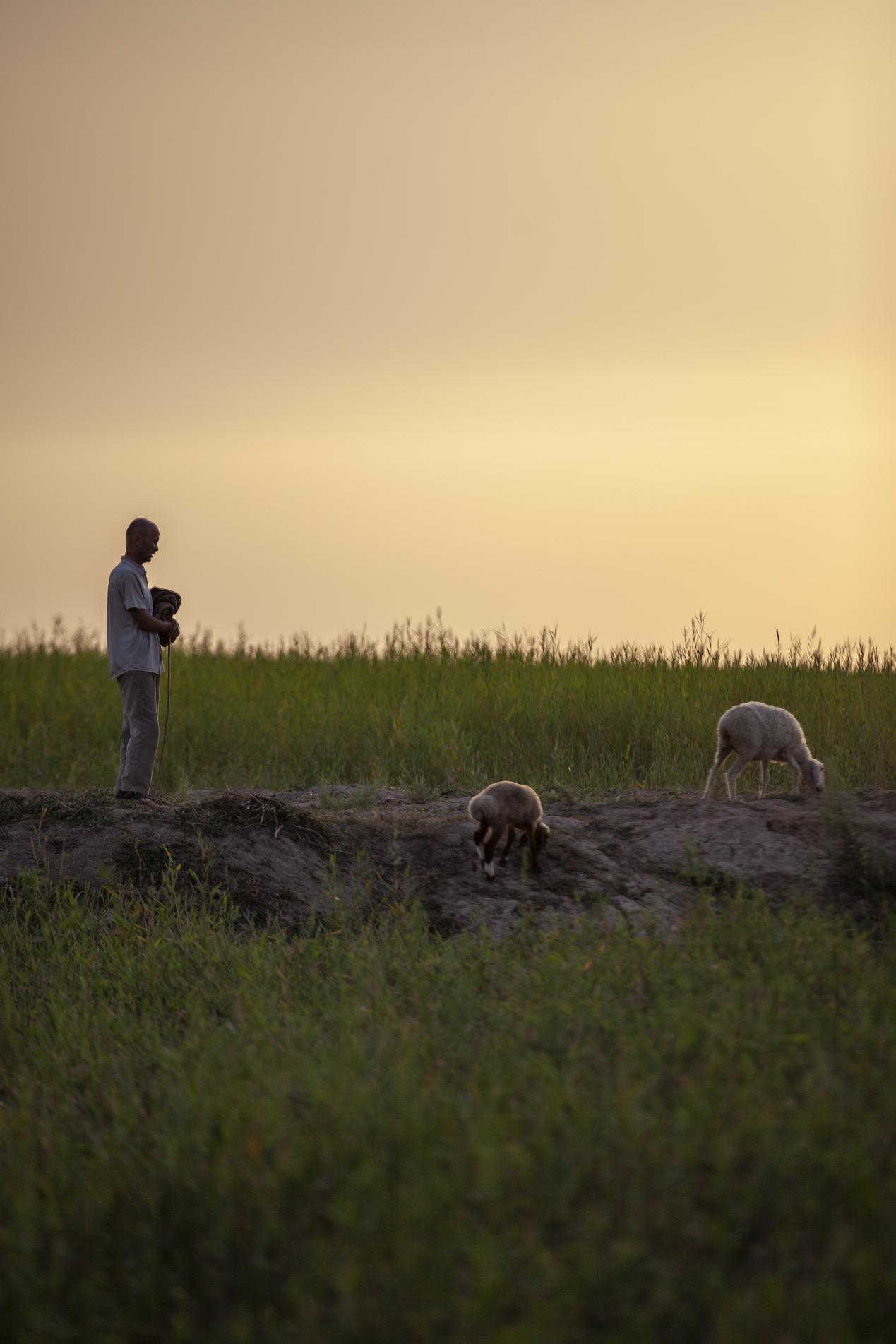 《红海夕阳 —牧羊人》 周浩