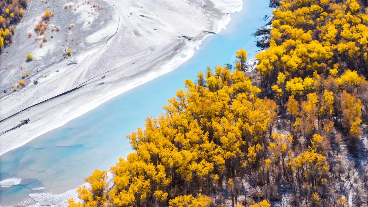 《叶尔羌河胡杨》周浩